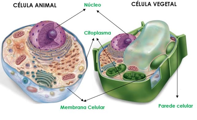 Célula