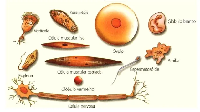 Célula 