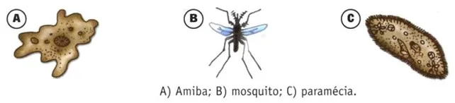 Célula