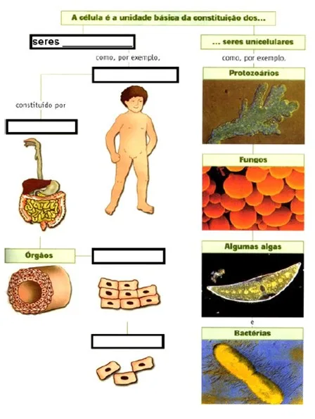 Célula