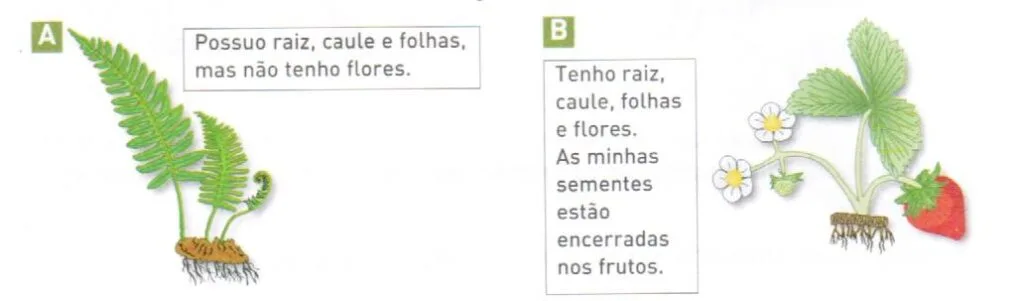 Classificação dos seres vivos 