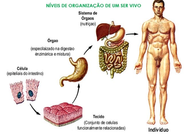 Níveis de organização de um ser vivo