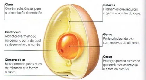 Reprodução 