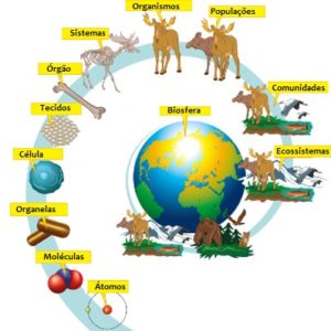 Jogo – Níveis de organização dos ecossistemas (1)