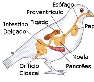 Ficha de Trabalho – Sistema digestivo de outros animais (1)