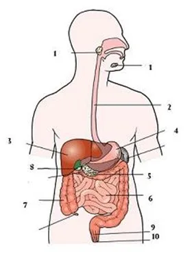 Sistema digestivo humano 