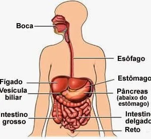 Ficha de Trabalho – O Sistema Digestivo (2)