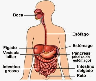 O Sistema Digestivo