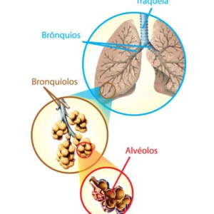 Teste de avaliação – Sistema respiratório (2)