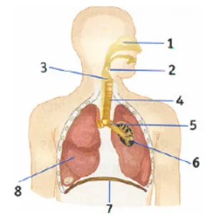 Sistema respiratório humano 