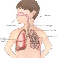 Ficha de Trabalho – Sistema respiratório humano (2) – Soluções 