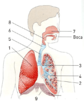 Teste de avaliação – Sistema respiratório 