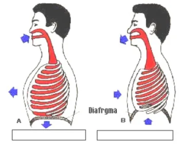 Teste de avaliação – Sistema respiratório 