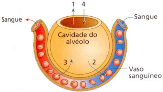 Teste de avaliação – Sistema respiratório 