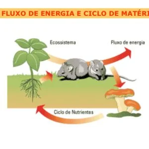 Teste Diagnóstico – Fluxo de energia e ciclo da matéria (5)