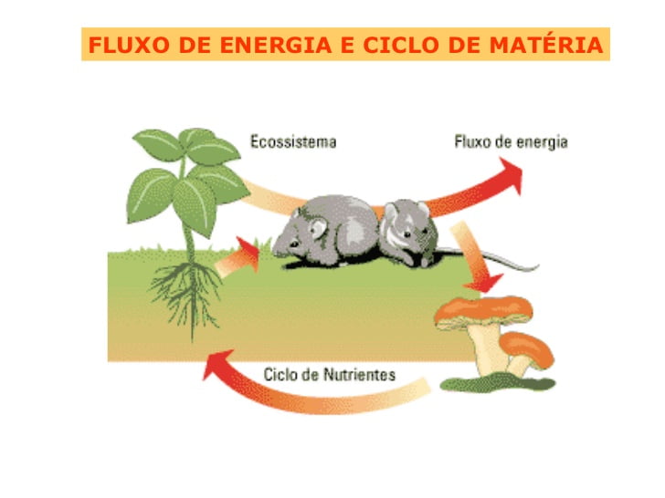 Fluxo de energia e ciclo da matéria