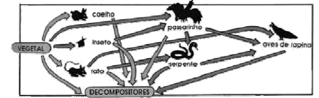 Funcionamento dos ecossistemas 