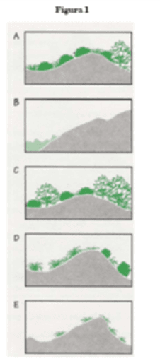 Sucessões ecológicas