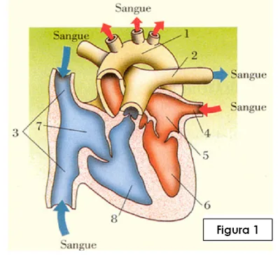 Teste de avaliação – Sistema cardiovascular 