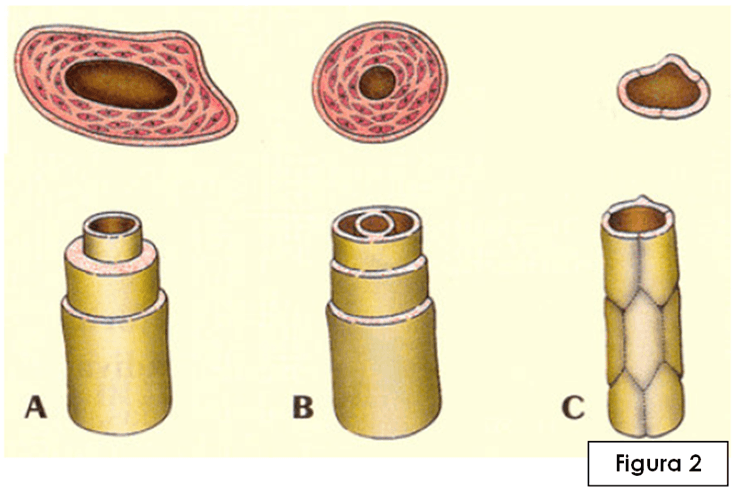 Teste de avaliação – Sistema cardiovascular 