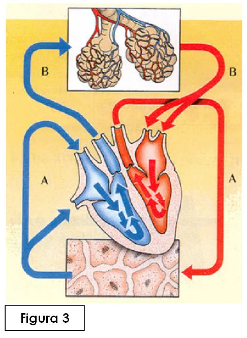 Teste de avaliação – Sistema cardiovascular 