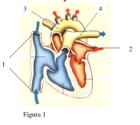 Teste de avaliação – Sistema cardiovascular 