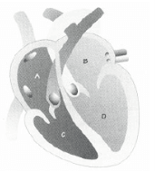 Teste de avaliação – Sistema cardiovascular 