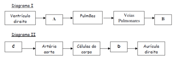 Teste de avaliação – Sistema cardiovascular 