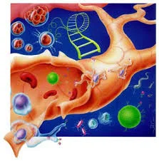 Teste de avaliação – Sistema cardiovascular (1)