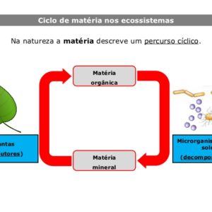 Ficha Informativa – Ciclo da matéria (1)