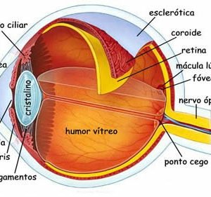 Ficha de Trabalho – O olho humano e alguns defeitos da visão (1)