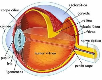 O olho humano e alguns defeitos da visão
