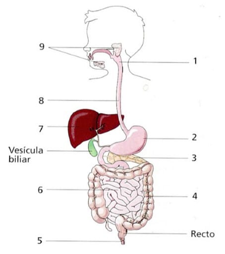 Sistema digestivo humano 