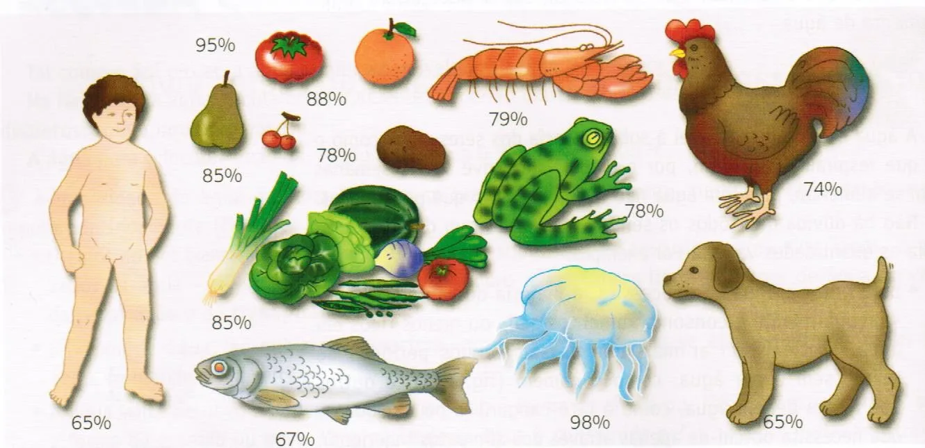 Distribuição da água e sua importância 