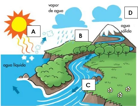 Importância da água para os seres vivos 