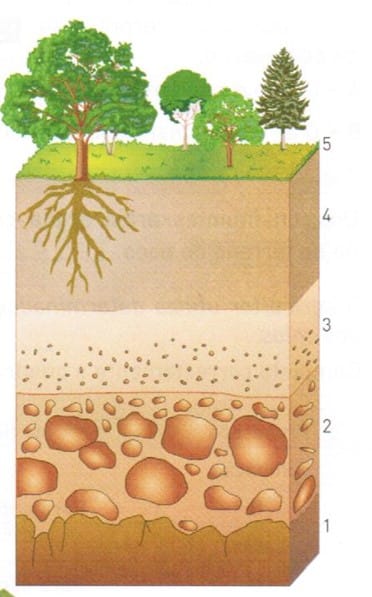 As Rochas solo e os seres vivos 