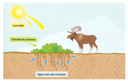 Cadeias alimentares 