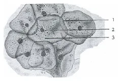 Célula 