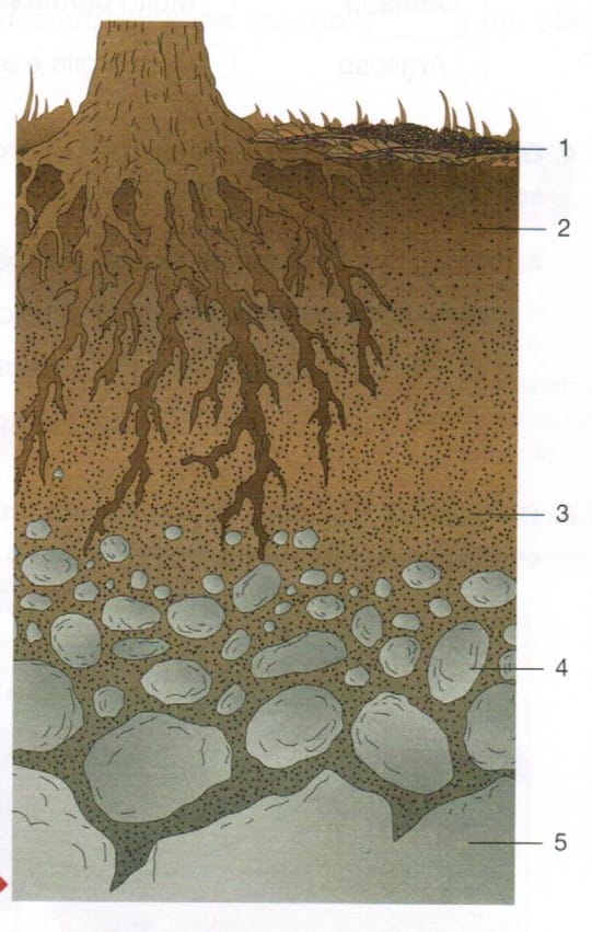 Formação do solo 