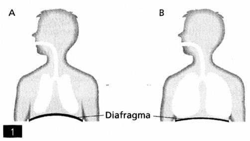 Teste de avaliação – Sistema respiratório 