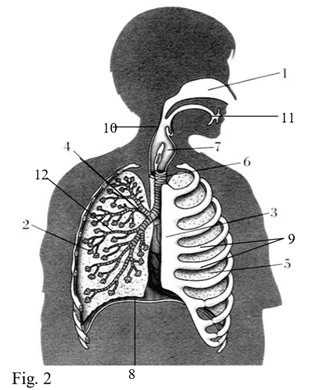 Teste de avaliação – Sistema respiratório 