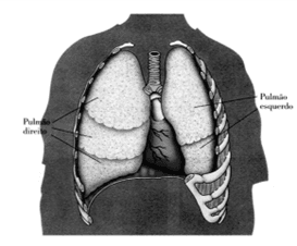 Teste de avaliação – Sistema respiratório 