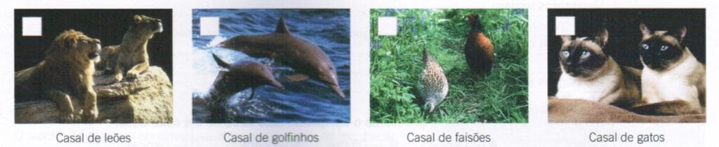 Diversidade dos animais 