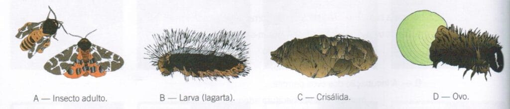 Diversidade dos animais 