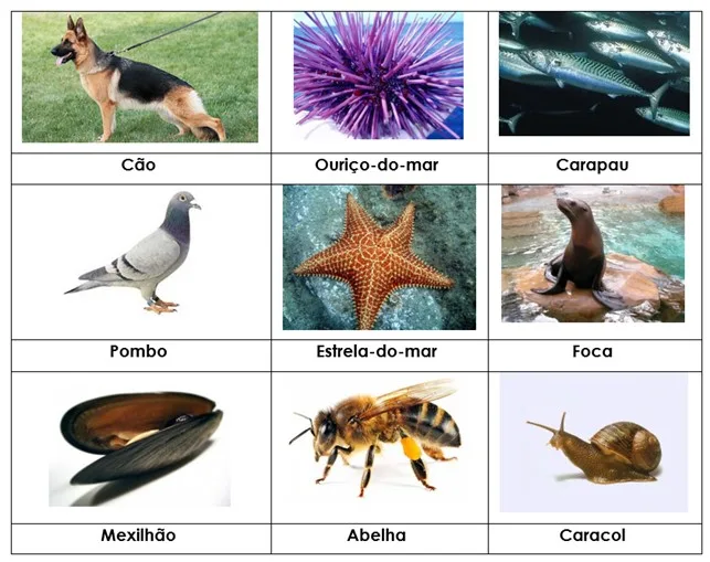 Diversidade dos animais 