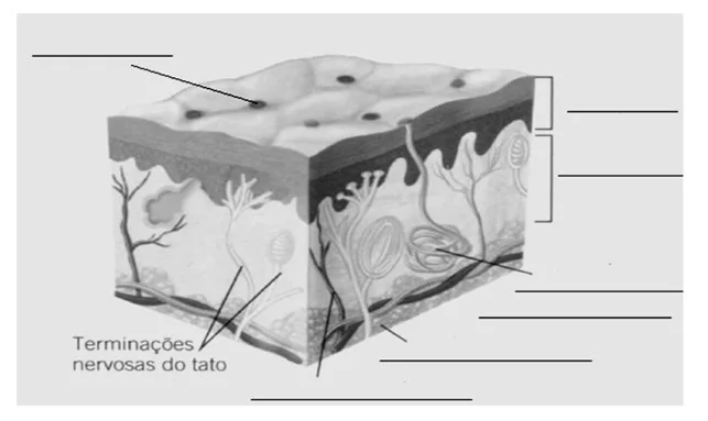 Diversidade dos animais