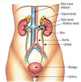 Ficha de Trabalho – Sistema urinário (1)