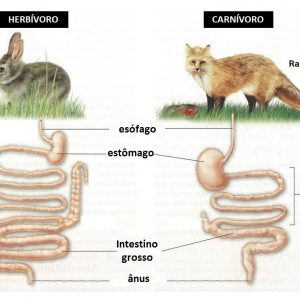 Teste Diagnóstico – Sistema Digestivo humano e de outros animais (1) – Soluções