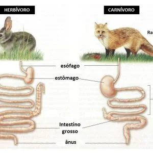 Teste de avaliação – Sistema Digestivo (1)