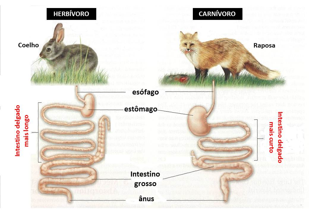Sistema Digestivo humano e de outros animais